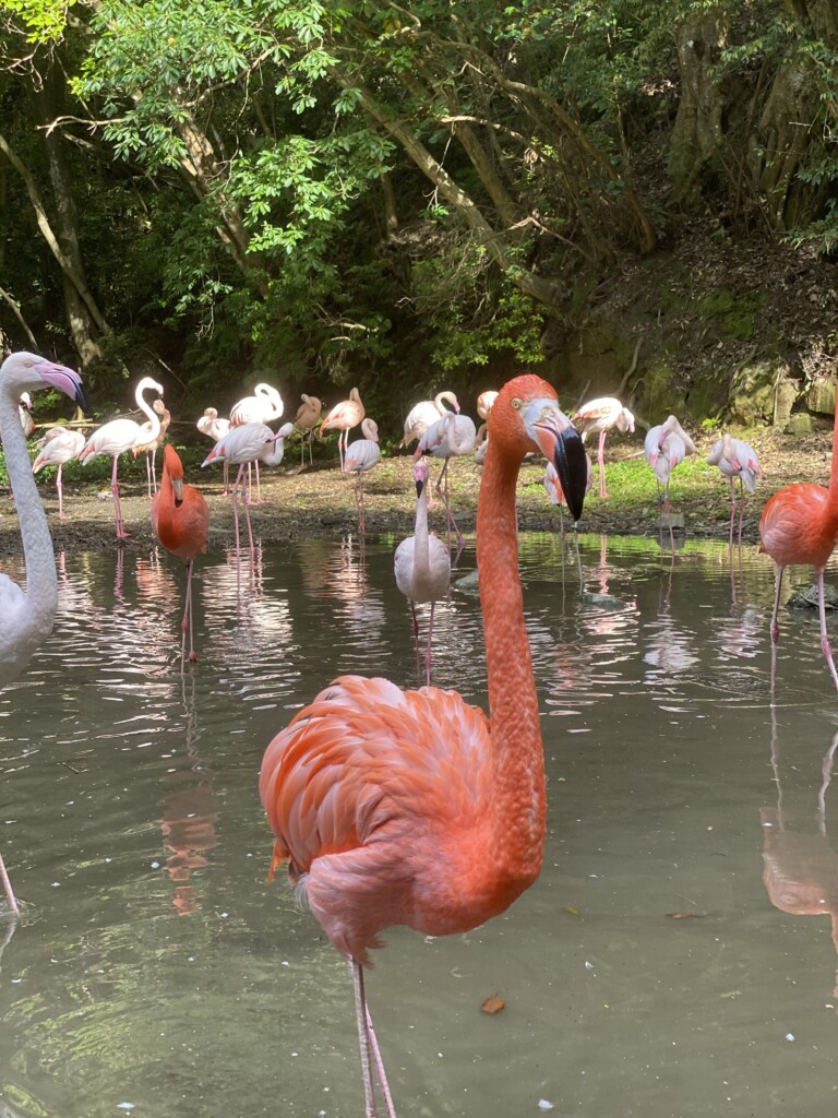 動物園に豹柄【博多GPOPのブログ】