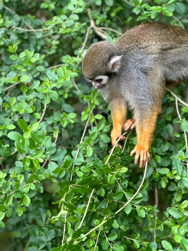 動物園に豹柄【博多GPOPのブログ】